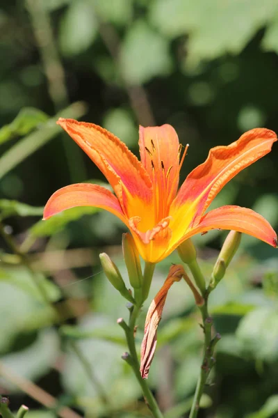 Orange day lily (Hemerocallis). Day lilies are rugged, adaptable, vigorous perennials and comes in a variety of colors