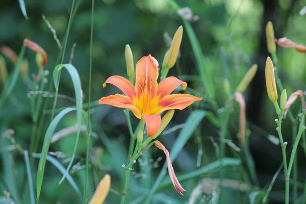Orange day lily (Hemerocallis). Day lilies are rugged, adaptable, vigorous perennials and comes in a variety of colors