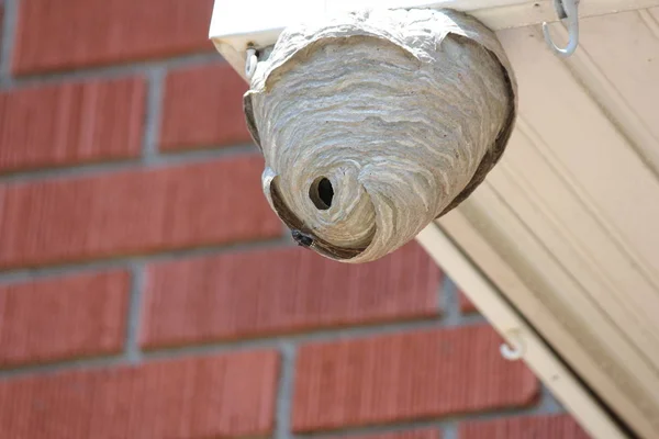 Hornets iç içe bir konut ev saçak üzerinde aşağıda görüldüğü gibi inşa ediliyor.