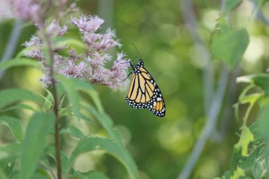 Monarch Kelebek güzel, pembe çiçek küçük park alanındaki tarih. Kingston, Ontario.   