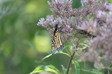 Monarch Kelebek güzel, pembe çiçek küçük park alanındaki tarih. Kingston, Ontario.   
