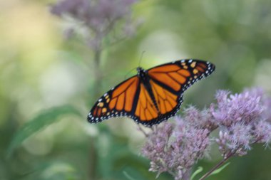 Monarch Kelebek güzel, pembe çiçek küçük park alanındaki tarih. Kingston, Ontario.   