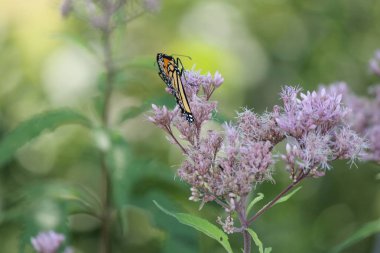 Monarch Kelebek güzel, pembe çiçek küçük park alanındaki tarih. Kingston, Ontario.   