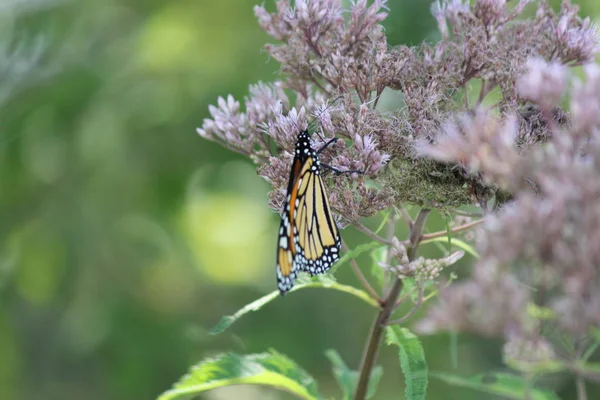 Mariposa Monarca Sobre Una Bonita Flor Rosa Pequeño Parque Kingston —  Fotos de Stock