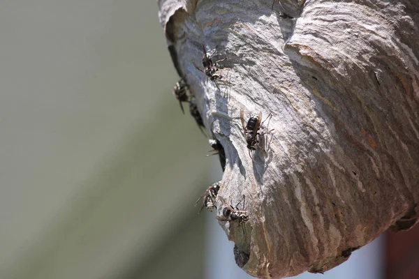 Kel Yüzlü Hornets Karmaşık Bir Kağıt Ince Yuvanın Dış Yüzeyinde Telifsiz Stok Fotoğraflar
