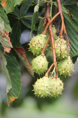 Güney Doğu Ontario Kanada'da bir kentsel alanda büyüyen dikenli meyve ağacıyla Amerikan kestane (Castanea dentat). 