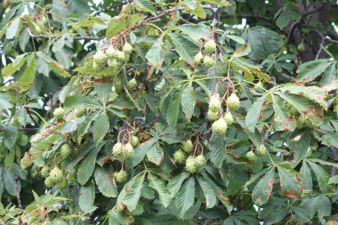 Güney Doğu Ontario Kanada'da bir kentsel alanda büyüyen dikenli meyve ağacıyla Amerikan kestane (Castanea dentat). 