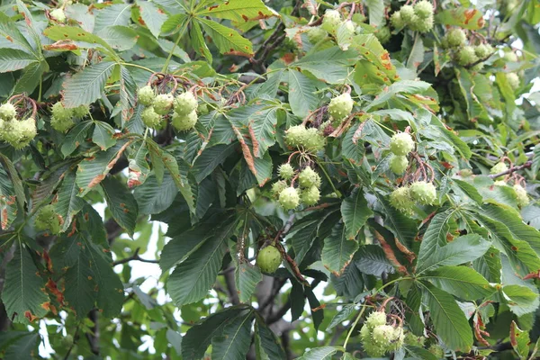 Güney Doğu Ontario Kanada'da bir kentsel alanda büyüyen dikenli meyve ağacıyla Amerikan kestane (Castanea dentat). 