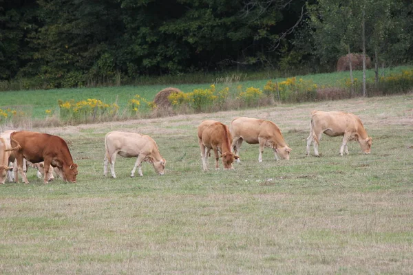 Vacas Cor Castanha Clara Que Reúnem Pequeno Pasto Final Verão — Fotografia de Stock