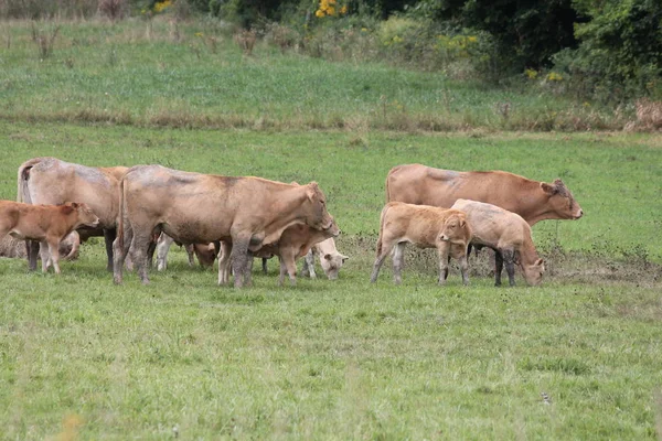 Light brown colored cows gathering in a small pasture at the end of summer.