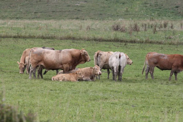 夏季末期在小牧场聚集的浅褐色有色奶牛 — 图库照片