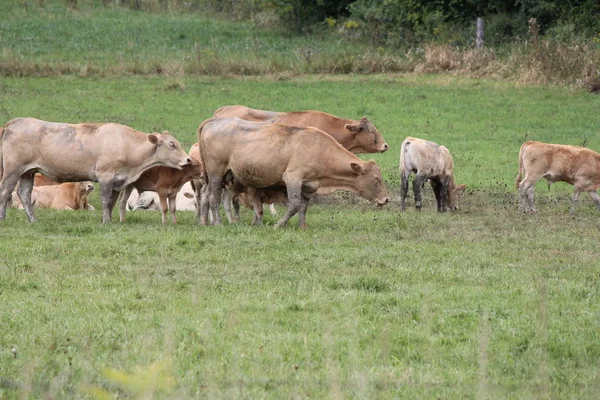 Vaches Couleur Brun Clair Rassemblant Dans Petit Pâturage Fin Été — Photo