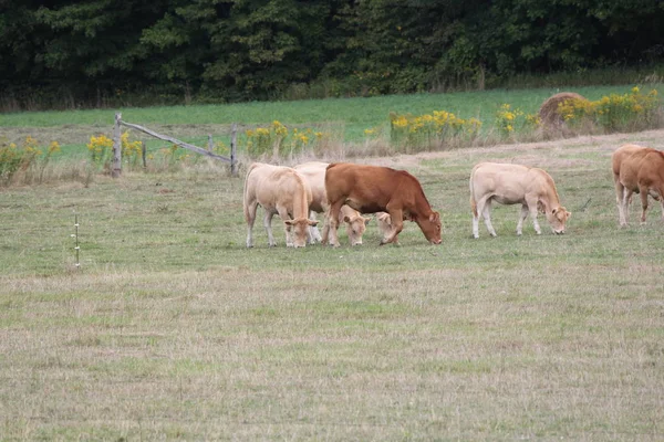 Vacas Cor Castanha Clara Que Reúnem Pequeno Pasto Final Verão — Fotografia de Stock