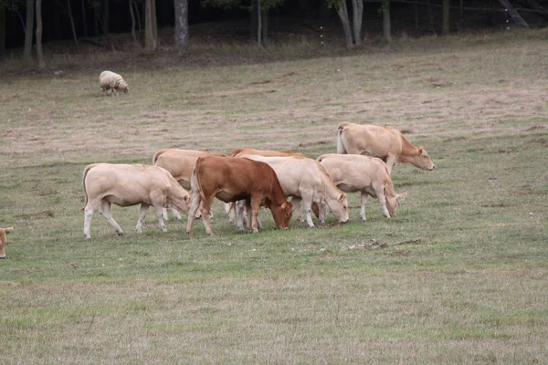 Light brown colored cows gathering in a small pasture at the end of summer.