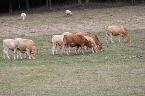 Light brown colored cows gathering in a small pasture at the end of summer.