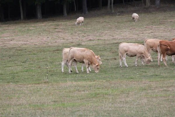 Vacas Cor Castanha Clara Que Reúnem Pequeno Pasto Final Verão — Fotografia de Stock