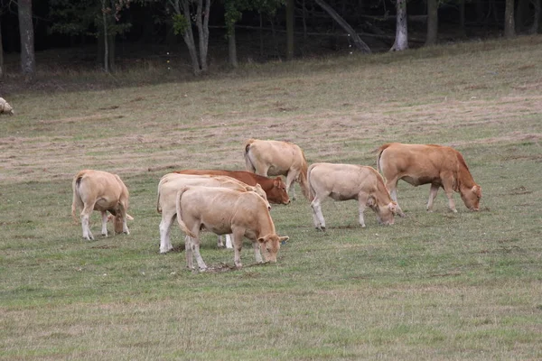 Vaches Couleur Brun Clair Rassemblant Dans Petit Pâturage Fin Été — Photo
