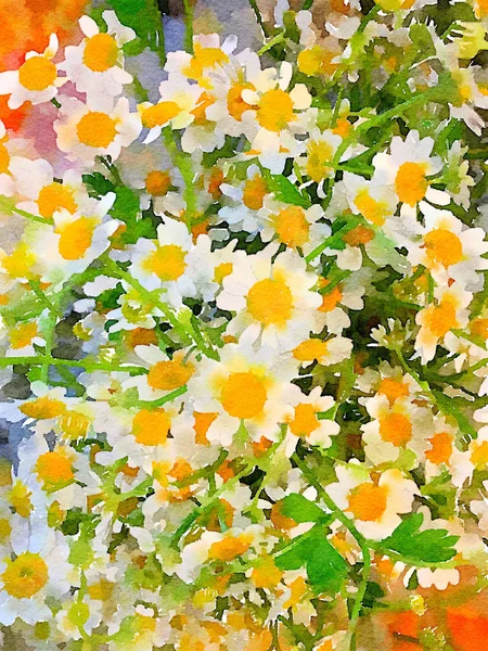 母菊雏菊纸上的水彩画非常漂亮 — 图库照片