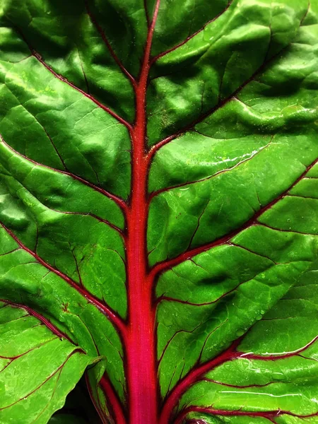 Very Nice Closeup Leaf Fresh Red Swiss Chard — Stock Photo, Image