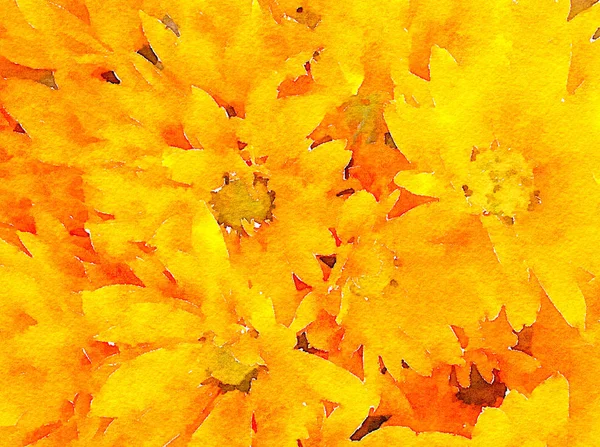 Pintura Aquarela Original Muito Agradável Margaridas Amarelas — Fotografia de Stock