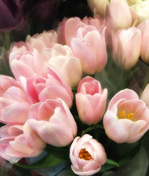 Krásnou Kytici Růžových Tulipánů — Stock fotografie