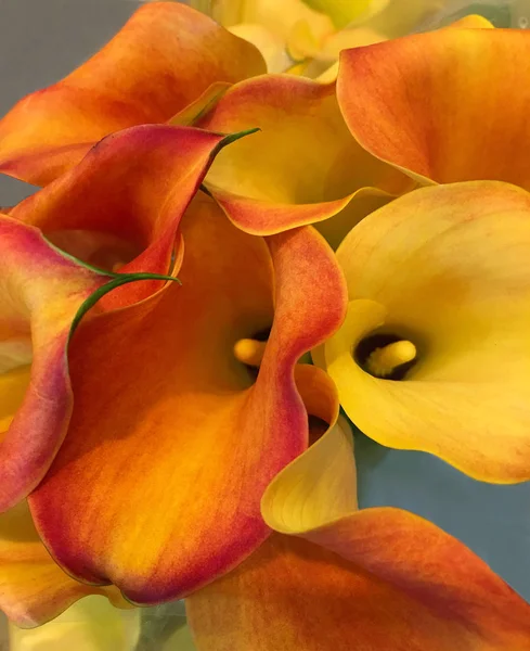 Très Beau Bouquet Calla Lillies — Photo