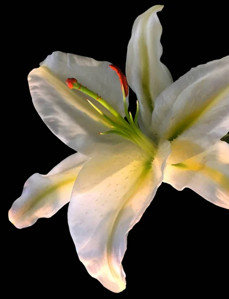 Une Très Belle Casa Blanca Blanc Lilly Fleur Sur Noir — Photo