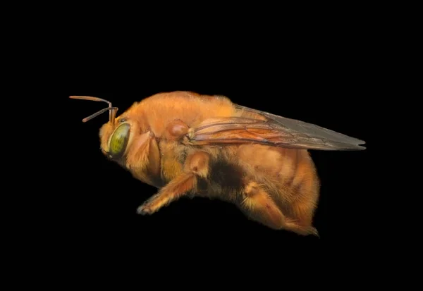 Very Good Closeup Isolated Carpenter Bee Black — Stock Photo, Image