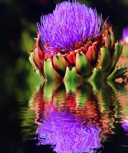 Very Beautiful Flowering Artichoke Flowers Reflecting Water — Stock Photo, Image