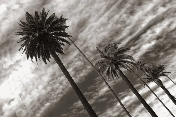 Piękny Obraz Palmami Beverly Hills — Zdjęcie stockowe