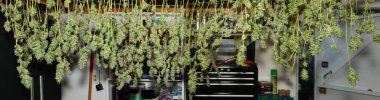 8 LBS of fresh marijuana hanging to dry. clipart