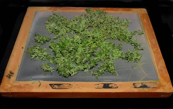 Very Nice Homemade Very Fine Straing Screen Marijuana Shake — Stock Photo, Image