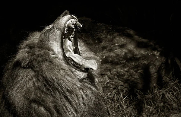 Ein Schönes Eindrucksvolles Porträt Eines Wütenden Löwen Auf Schwarz — Stockfoto