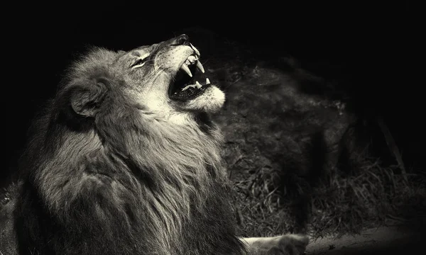 Beautiful Striking Portrait Lion Black — Stock Photo, Image