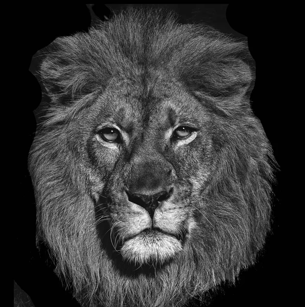 Beautiful Striking Portrait Lion Black — Stock Photo, Image