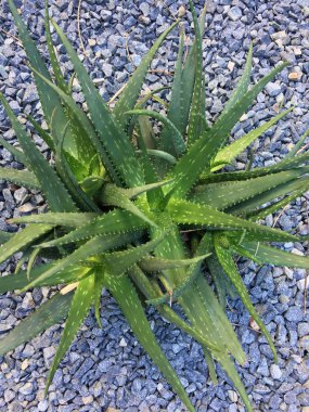 Güzel Bir Aloe Vera Bitkisi