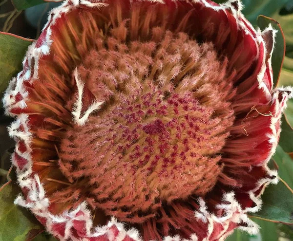 Um belo Protea único — Fotografia de Stock