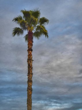 Güzel palmiye Ağacı ve Gökyüzü