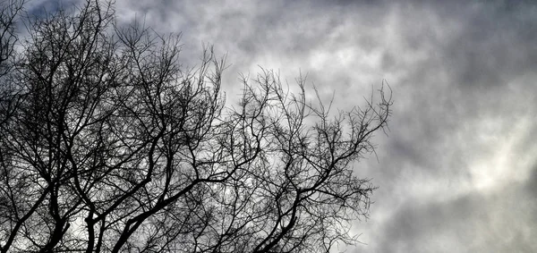 Een mooie boom in de winter — Stockfoto