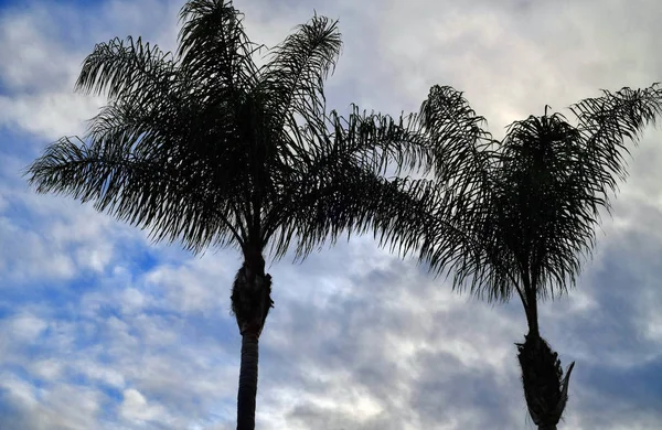 Palmen in den Hügeln Kaliforniens — Stockfoto