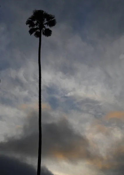 Una sola palma en Beverly Hills — Foto de Stock