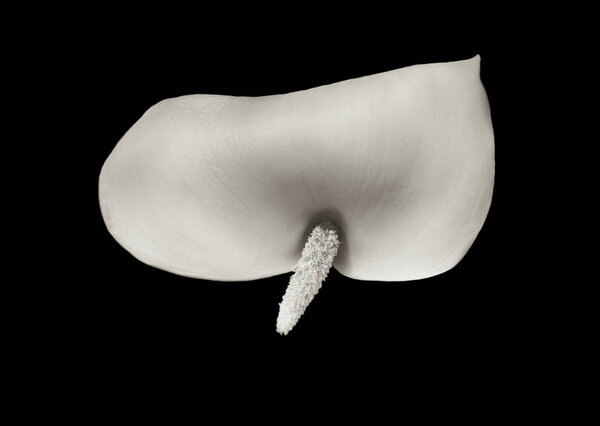 Красивая Калла Лилли
