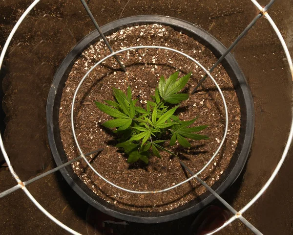 Baby Weed In a Cage — Stock Photo, Image