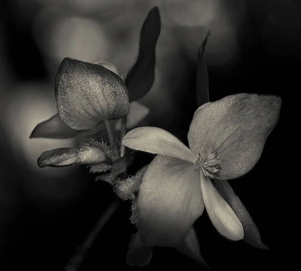 Bela Begonia no preto — Fotografia de Stock