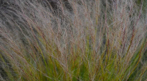 Belle image Pano d'une plante d'herbe colorée — Photo