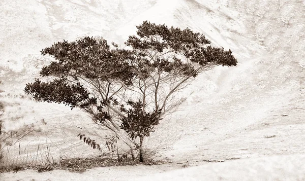 美丽的孤单可爱树 — 图库照片