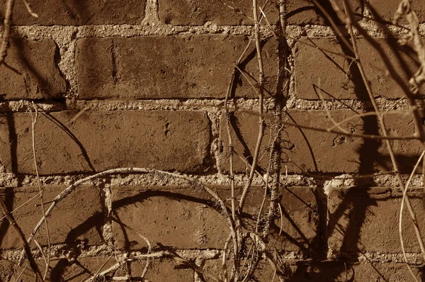 Mur de briques avec vignes — Photo