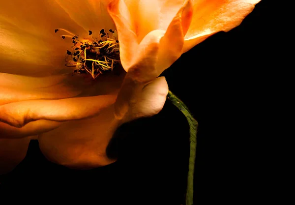 Роза кремового цвета — стоковое фото