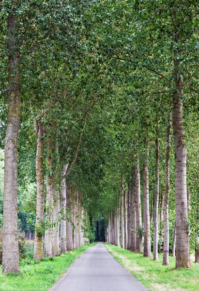 Estrada Rural Vazia Alinhada Pelo Beco Árvore Verde Quadro Paisagem — Fotografia de Stock