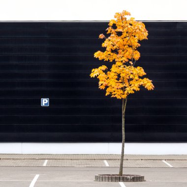 Yalnız genç akça ağaç sonbahar ve işareti duvara otopark ile boş Park yeri ayrıntılı 
